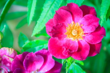 Bir çalı gül bahçesinde çiçek açan güzel mor gül çiçek