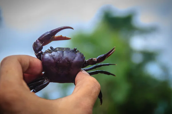 Hand holds freshwater crab or rice field crab (Somanniathelphusa) that can be found in fresh water in rivers, canals or in rice fields.