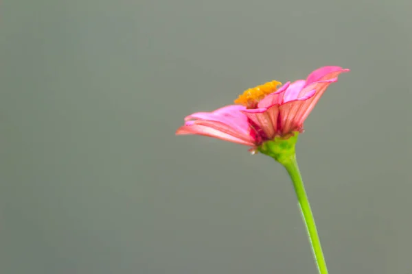 Beautiful Pink Zinnia Flower Zinnia Violacea Cav Summer Garden Sunny — Stock Photo, Image