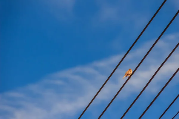 Πουλί Της Ευρασίας Tree Sparrow Είναι Σκαρφαλωμένο Ηλεκτρικό Καλώδιο Κάτω — Φωτογραφία Αρχείου