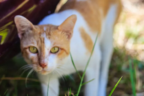 Gatto Arancio Sfocato Sul Campo Erba Sta Guardando Fotocamera Focus — Foto Stock