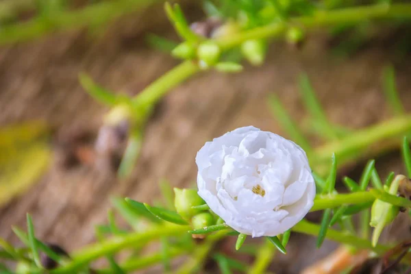 Mooie Witte Portulaca Oleracea Bloem Ook Bekend Als Gemeenschappelijk Postelein — Stockfoto