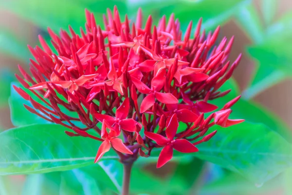 Red West Indian Jasmine Flower Ixora Macrothyrsa Backyard Flower Garden — Stock Photo, Image