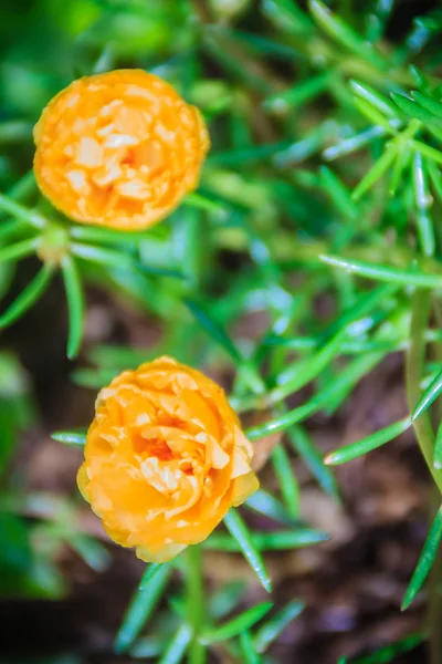 Hermosa Flor Amarilla Portulaca Oleracea También Conocida Como Verdolaga Verdolaga — Foto de Stock