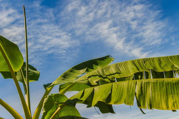 Árbol Plátano Joven Orgánico Con Hojas Verdes Rasgadas Bajo Cielo — Foto de Stock