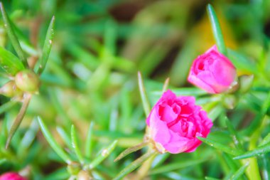 Güzel pembe portulaca oleracea çiçek, olarak da bilinen ortak semizotu, verdolaga, küçük hogweed, kırmızı kök veya Olimpiyatlarından. 