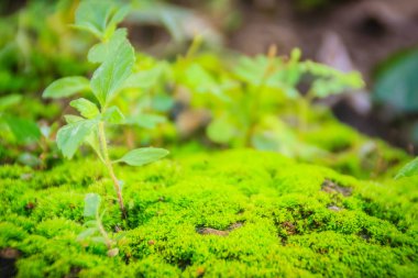 Arka plan için küçük ağaçları ile ormanda herdem yeşil yosunlu kaya.