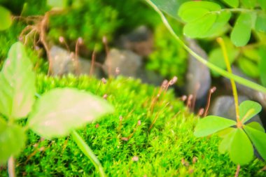 Arka plan için küçük ağaçları ile ormanda herdem yeşil yosunlu kaya.