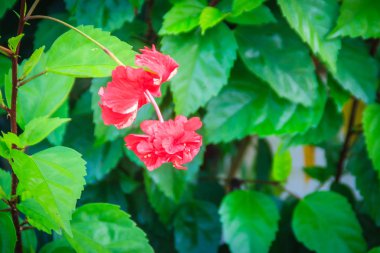 Kırmızı Çift Kişilik petal vermillion çiçek Hybrid Hibiscus rosa-sinensis, olarak da bilinen Çin ebegümeci, Çin gül, Hawaiian ebegümeci ve shoeblackplant, bir tropikal hibiscus türüdür.