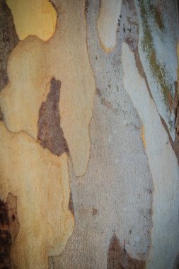 Okaliptüs ağaç kabuğunun renkli dokusunda soyut kahverengi desenli arka plan. Arka plan için eski okaliptüs kabuğunun ağaç gövdesi dokusu. 