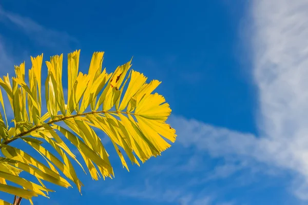 Palmera Cola Zorro Wodyetia Bifurcate Irvine Hojas Bajo Fondo Azul — Foto de Stock