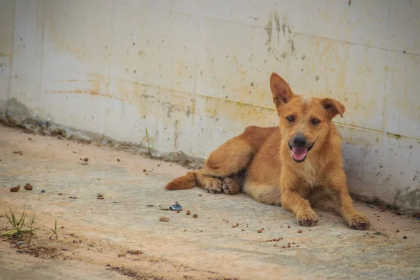 Perro Callejero Abandonado Rojo Está Tirado Calle Perro Triste Abandonado — Foto de Stock