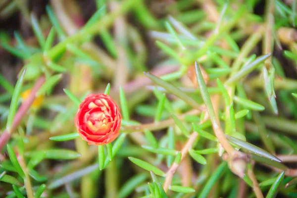 Hermosa Flor Roja Portulaca Oleracea También Conocida Como Verdolaga Verdolaga —  Fotos de Stock