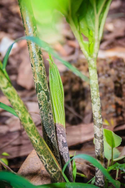 Зеленое Дерево Konjac Amorphophallus Konjac Лесу Известное Konjak Konjaku Konnyaku — стоковое фото