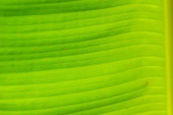 Zöld Levél Minta Banán Háttérben Színes Egzotikus Banán Levél Alatt — Stock Fotó