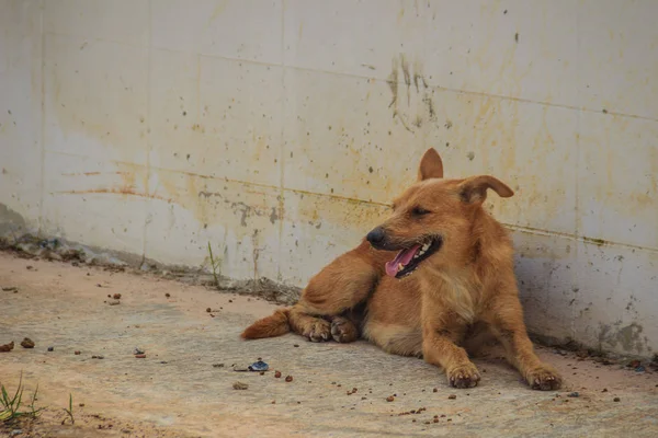 Perro Callejero Abandonado Rojo Está Tirado Calle Perro Triste Abandonado — Foto de Stock