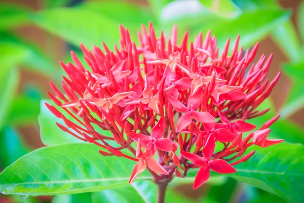 Red West Indian Jasmine Flower Ixora Macrothyrsa Backyard Flower Garden — Stock Photo, Image