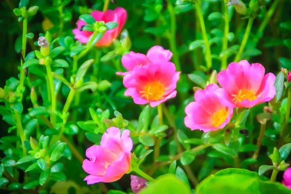Piękne Różowe Portulaka Warzywna Kwiat Znany Również Jako Portulaka Pospolita — Zdjęcie stockowe