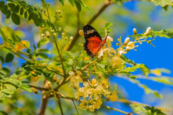 可爱的豹系带蝴蝶 西托西亚青鱼 一种平石蝴蝶 美丽的橙色黑色白色斑点蝴蝶栖息在晴朗的蓝天背景下的野花 — 图库照片