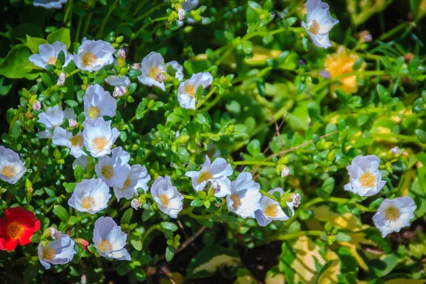 Mooie Witte Portulaca Oleracea Bloem Ook Bekend Als Gemeenschappelijk Postelein — Stockfoto