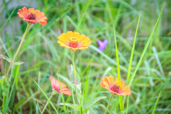 Güzel Sarı Zinnia Çiçeği Zinnia Violacea Süvarileri Güneşli Yaz Bahçesinde — Stok fotoğraf