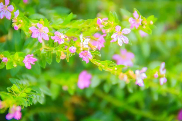 Güzel mor Cuphea hyssopifolia çiçek, olarak da bilinen yanlış heather, Meksika heather, Hawaii heather veya Elf ot