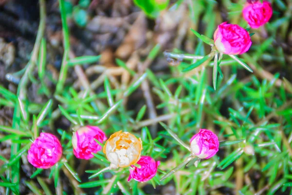 Hermosa Flor Portulaca Oleracea Rosa También Conocida Como Verdolaga Verdolaga —  Fotos de Stock