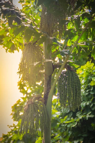 Вечнозеленое Дерево Arenga Pfallata Гроздями Молодых Зеленых Плодов Arenga Pinnata — стоковое фото