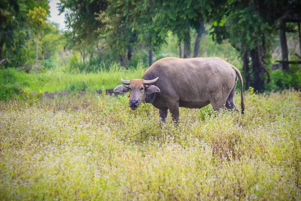 Young water buffalo is stop eating the grass and looking to the camera for a while.