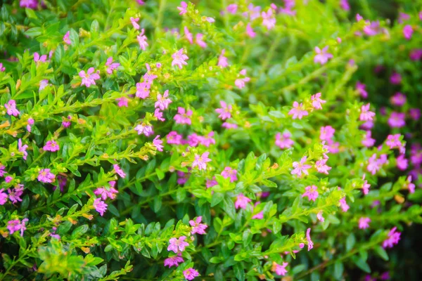 Güzel mor Cuphea hyssopifolia çiçek, olarak da bilinen yanlış heather, Meksika heather, Hawaii heather veya Elf ot