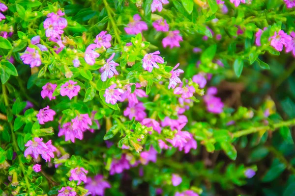 Piękny Purpurowy Kwiat Hyssopifolia Cuphea Znany Również Jako Fałszywe Heather — Zdjęcie stockowe