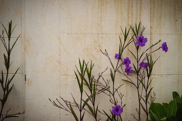 紫色的花的布什在粗糙的墙壁背景 — 图库照片