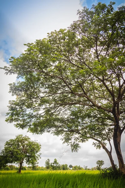 Groene Één Boom Het Veld Van Rijst Met Bewolkte Blauwe — Stockfoto