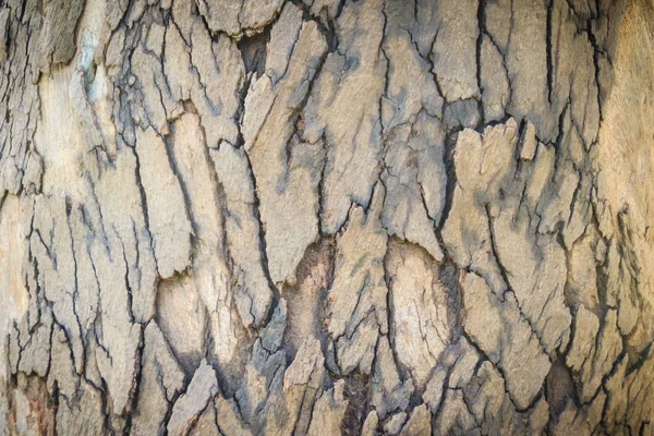 Abstract Bruin Patroon Achtergrond Kleurrijke Textuur Van Eucalyptus Boomschors Boom — Stockfoto