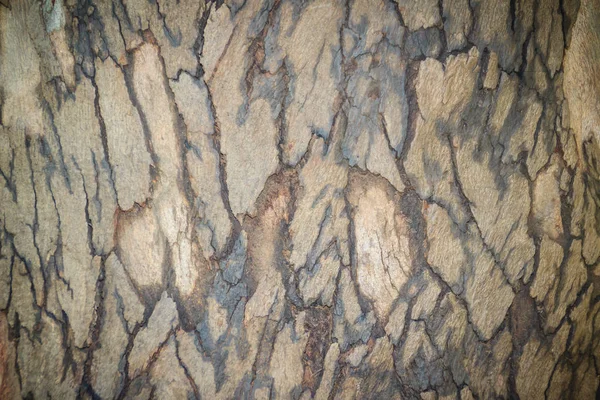 Fundo Padrão Marrom Abstrato Textura Colorida Casca Árvore Eucalipto Textura — Fotografia de Stock