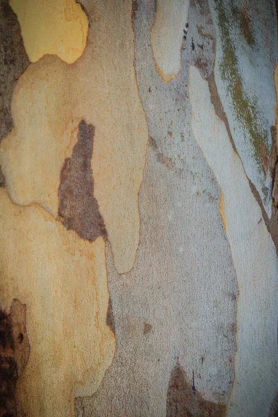 Okaliptüs Ağaç Kabuğunun Renkli Dokusunda Soyut Kahverengi Desenli Arka Plan — Stok fotoğraf