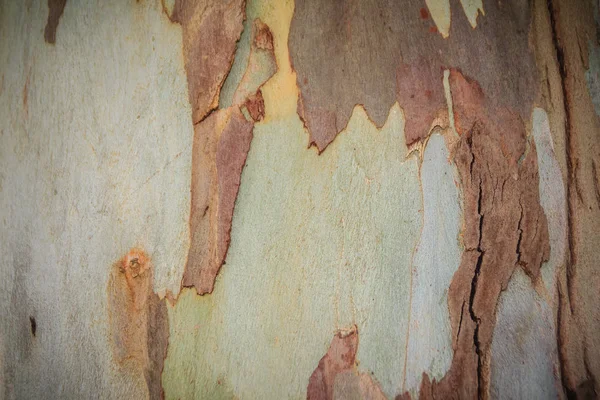 Abstrakt Brun Mönster Bakgrund Färgglada Konsistens Eukalyptus Träd Bark Trädstam — Stockfoto
