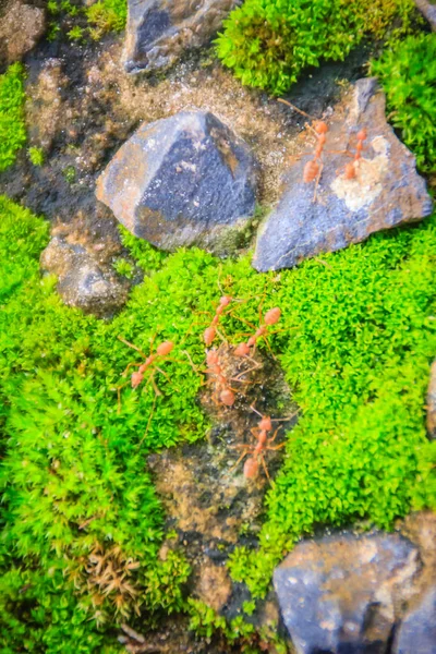 常绿苔藓岩石在森林与小树为背景 — 图库照片