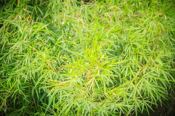 Arka Plan Için Doğa Tropik Ormandaki Yeşil Bambu Yaprakları — Stok fotoğraf