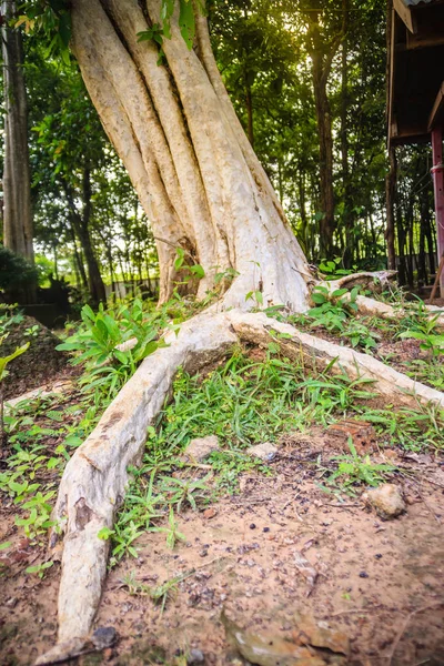 Reclining tree trunk with huge roots on the ground.