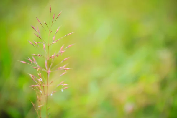 Rosa Chrysopogon Aciculatus Grasblume Auf Grünem Hintergrund Ist Auch Bekannt — Stockfoto