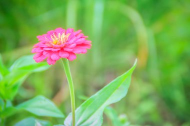 Pembe Zinnia çiçeği (Zinnia Cav.) Güneşli bir günde, yaz bahçesinde. Zinnia, papatya familyasından bir bitki cinsidir..
