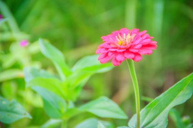 Pembe Zinnia çiçeği (Zinnia Cav.) Güneşli bir günde, yaz bahçesinde. Zinnia, papatya familyasından bir bitki cinsidir..