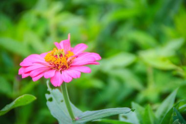 Pembe Zinnia çiçeği (Zinnia Cav.) Güneşli bir günde, yaz bahçesinde. Zinnia, papatya familyasından bir bitki cinsidir..