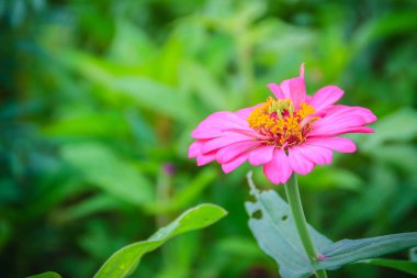 Pembe Zinnia çiçeği (Zinnia Cav.) Güneşli bir günde, yaz bahçesinde. Zinnia, papatya familyasından bir bitki cinsidir..