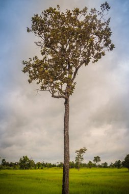 Bulutlu gün içinde yeşil pirinç alan büyük ağaç manzaralı. Bulutlu gökyüzü mavi arka plan ile pirinç alan üzerinde yeşil tek ağaç. 
