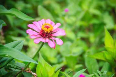Pembe Zinnia çiçeği (Zinnia Cav.) Güneşli bir günde, yaz bahçesinde. Zinnia, papatya familyasından bir bitki cinsidir..