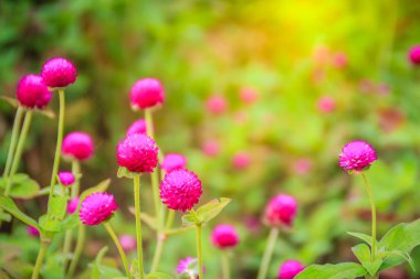 Renkli Gomphrena globosa çiçek ağaç, küre amaranth veya lisans düğme olarak da bilinir. Doğru tür pembe çanak bulunduğundan ve mor, kırmızı, beyaz, pembe ve Lila gibi renkler.