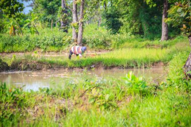 Basit yaşam tarzı kırsal Tayland köylü, yağışlı sezon sırasında yeşil paddy alanında çiftçi çiftçi.