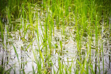 Monochoria vajinalis çimen, pirinç tarlaları içinde ciddi bir ot ot. Çiçekli bitki su sümbül aile ve olarak da bilinen heartshape yanlış pickerelweed ve oval yapraklı takımına familyasından